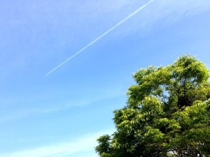 IMG_8446