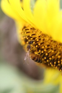 IMG_0038