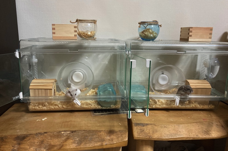 ハムスターの回し車の音がうるさいときに静かにする方法をお伝えします ノマサラ